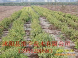 沭陽(yáng)縣淮宇花木 全面解析其他綠化苗木與花卉產(chǎn)品清單