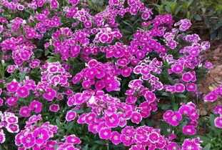 園丁花卉節 花樣過年，我們一起‘沾花惹草’
